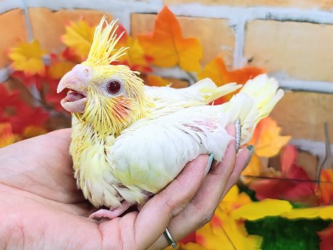 オカメインコ