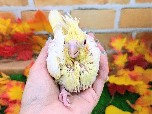 オカメインコ