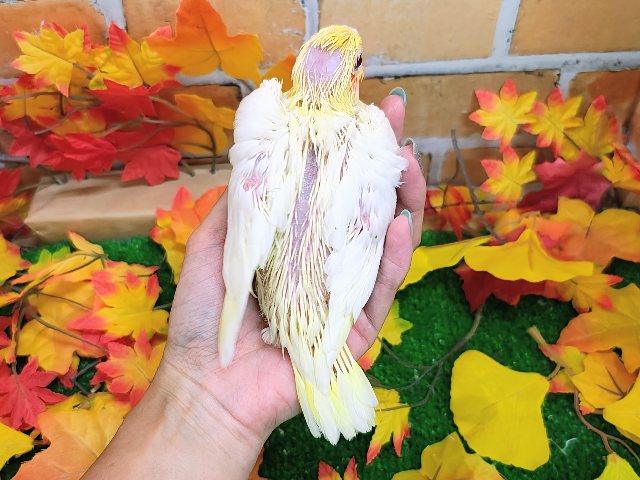 オカメインコ