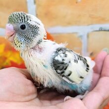 よくばりカラーなの🐤セキセイインコのヒナ(4色ハルクイン)入荷しました❤️