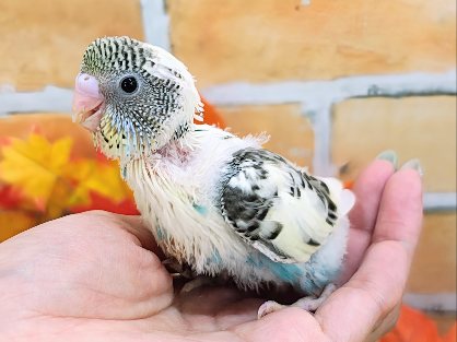 よくばりカラーなの🐤セキセイインコのヒナ(4色ハルクイン)入荷しました❤️