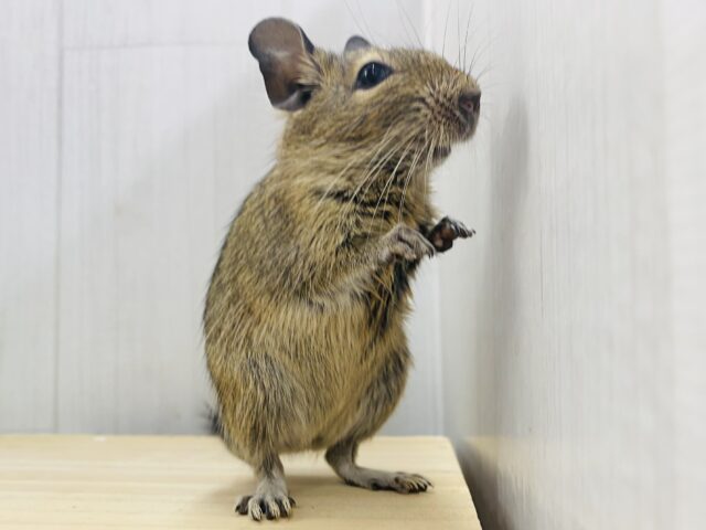 デグー