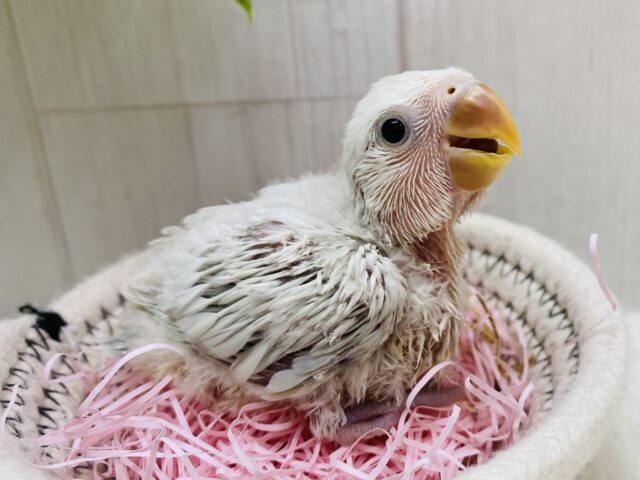 キュルキュルおめめで見つめちゃう🫶💕︎︎あわ〜いブルーの素敵なコザクラインコ❗️