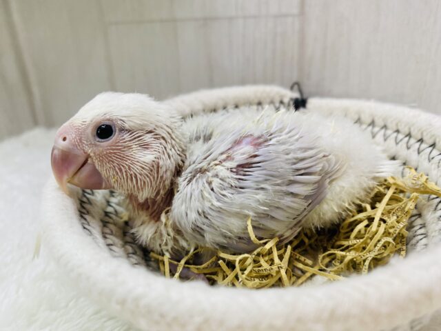 お上品なあわ〜いバイオレット💜🫧コザクラインコ（パリドオパーリンバイオレット）