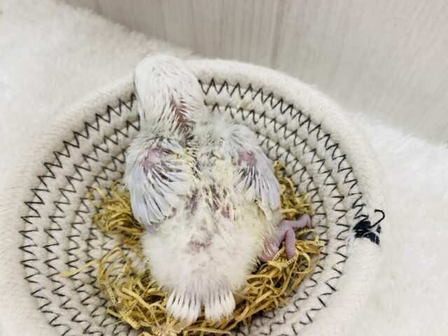コザクラインコ（小桜インコ）