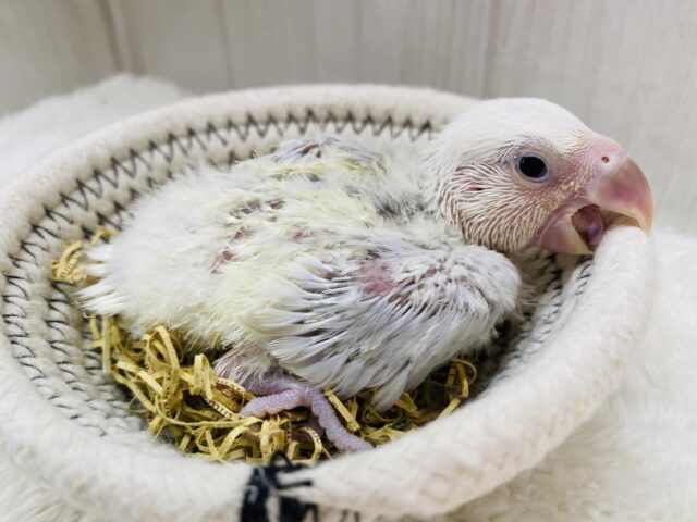 コザクラインコ（小桜インコ）
