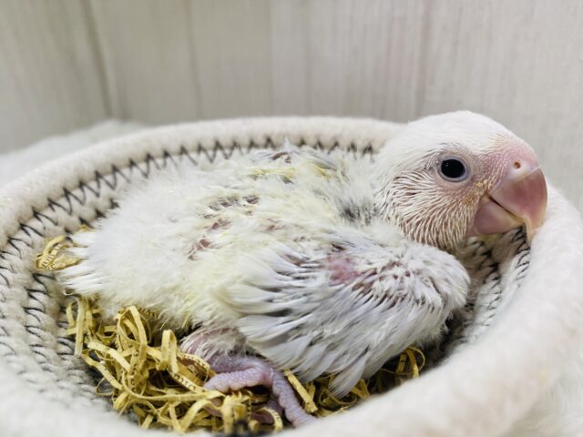 コザクラインコ（小桜インコ）