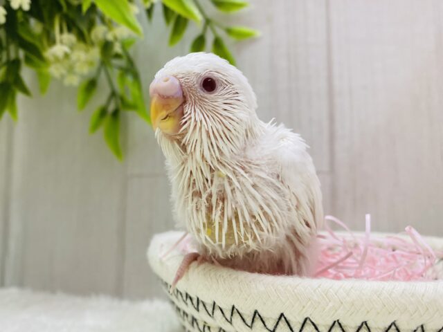 ⛄️真っ白まるまる雪だるまのようなセキセイインコのアルビノちゃん❤️
