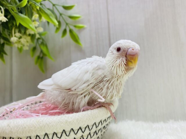 セキセイインコ