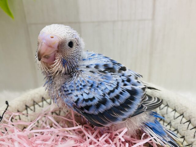 守ってあげたい💕ワタワタおぱんつのセキセイインコ💙オパーリン⭐️