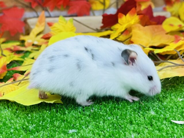 説明画像です