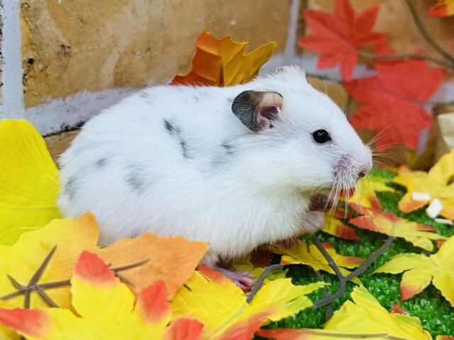 説明画像です