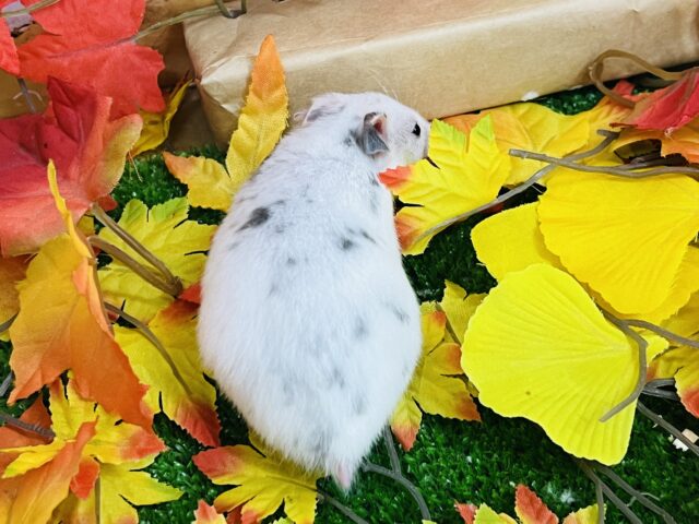 説明画像です