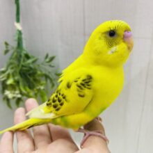 最新画像有ります‼️ピロロ〜と元気いっぱい🌟人気カラーのセキセイインコ黄ハルクイン💛