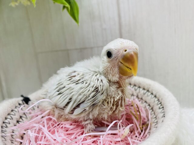 説明画像です