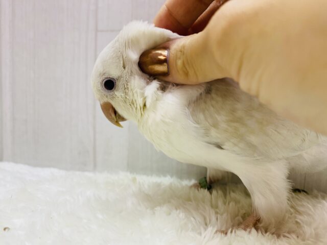 オキナインコ