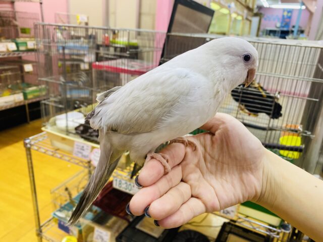 オキナインコ