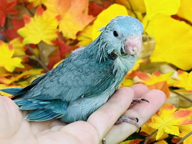 マメルリハ