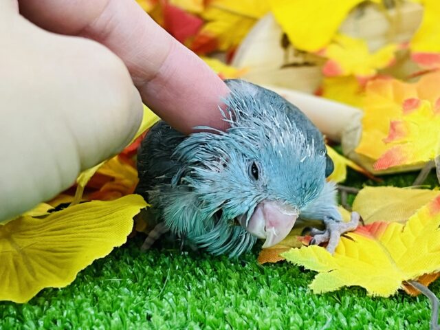 マメルリハ