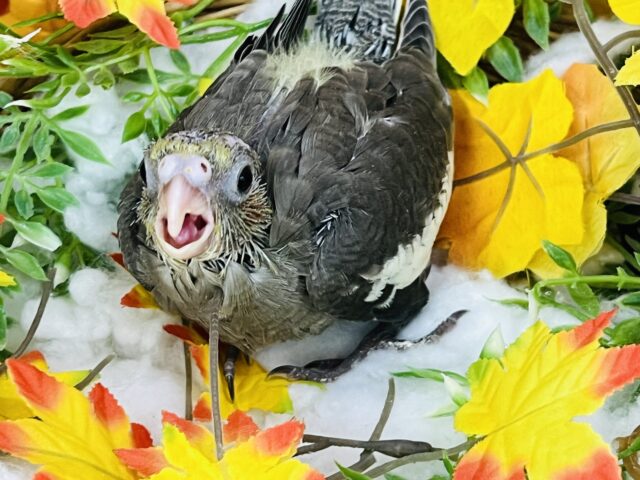 オカメインコ