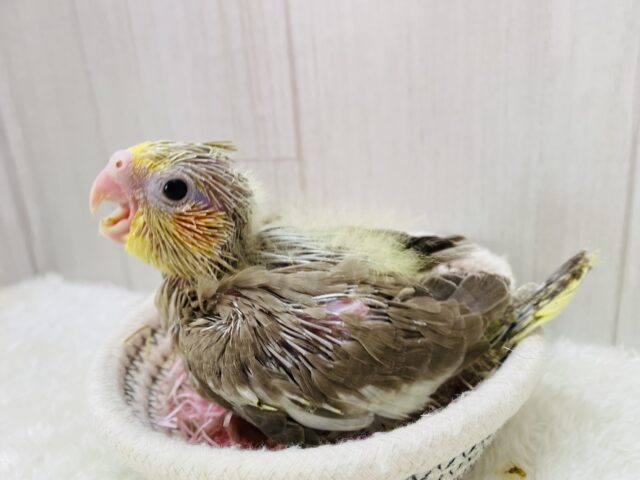 オカメインコ