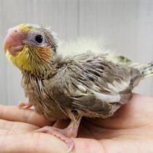 大きなお口でアピールしちゃう‼️元気いっぱいオカメインコのシナモン🌟