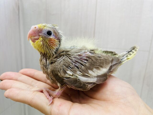 オカメインコ