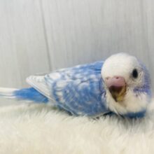 青空をお届けしますっ☁️💙セキセイインコのスパングル💫