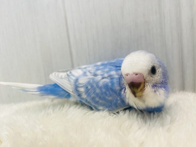 青空をお届けしますっ☁️💙セキセイインコのスパングル💫