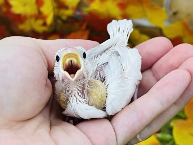 白文鳥