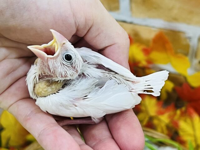 白文鳥