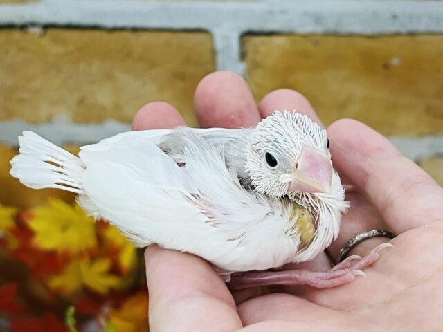 白文鳥