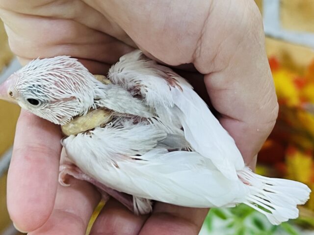 白文鳥