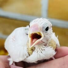 パチクリピー🎶白文鳥の雛入舎しましたー！
