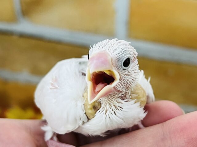 パチクリピー🎶白文鳥の雛入舎しましたー！
