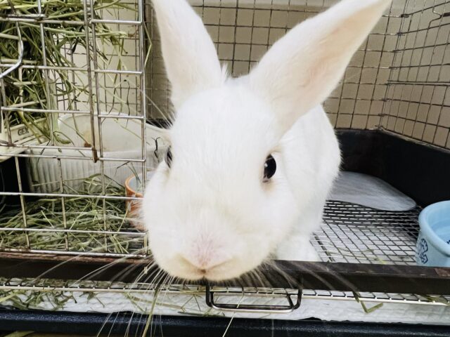 ドワーフホト