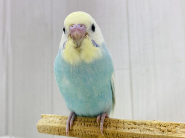 最新画像あります❗️フワフワわたあめちゃん🫧淡くて可愛すぎる💕セキセイインコのパステルレインボー❣️ セキセイインコ