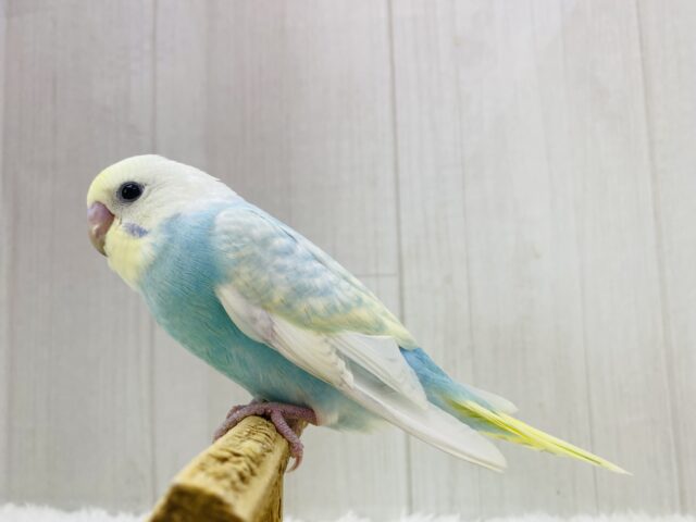 最新画像あります❗️フワフワわたあめちゃん🫧淡くて可愛すぎる💕セキセイインコのパステルレインボー❣️ セキセイインコ