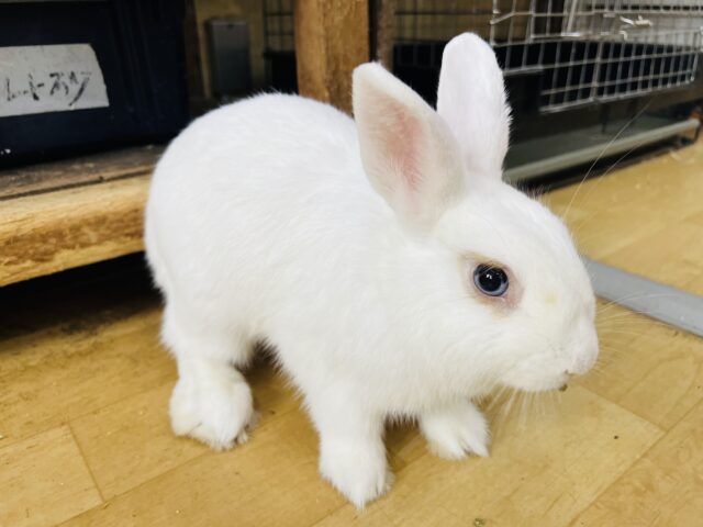 ドワーフホト