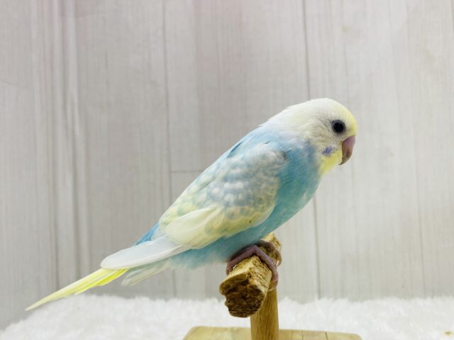 最新画像あります❗️フワフワわたあめちゃん🫧淡くて可愛すぎる💕セキセイインコのパステルレインボー❣️ セキセイインコ