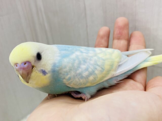 最新画像あります❗️フワフワわたあめちゃん🫧淡くて可愛すぎる💕セキセイインコのパステルレインボー❣️ セキセイインコ