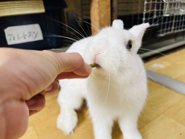 ドワーフホト