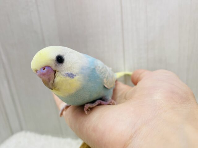 最新画像あります❗️フワフワわたあめちゃん🫧淡くて可愛すぎる💕セキセイインコのパステルレインボー❣️ セキセイインコ