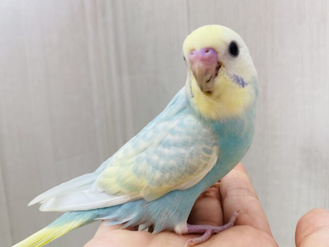最新画像あります❗️フワフワわたあめちゃん🫧淡くて可愛すぎる💕セキセイインコのパステルレインボー❣️ 最新画像あります❗️フワフワわたあめちゃん🫧淡くて可愛すぎる💕セキセイインコのパステルレインボー❣️