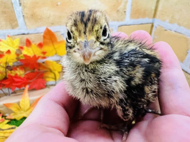 ピヨピヨ🐣並うずらがやってきた！！！
