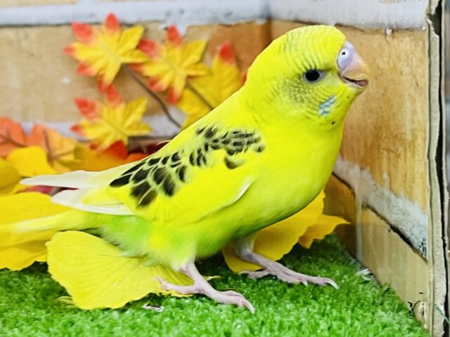 9/24更新☆むっちり♡セキセイインコ(イエローハルクイン) 9/24更新☆むっちり♡セキセイインコ(イエローハルクイン)