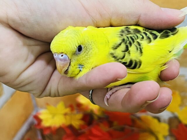 9/24更新☆むっちり♡セキセイインコ(イエローハルクイン) セキセイインコ
