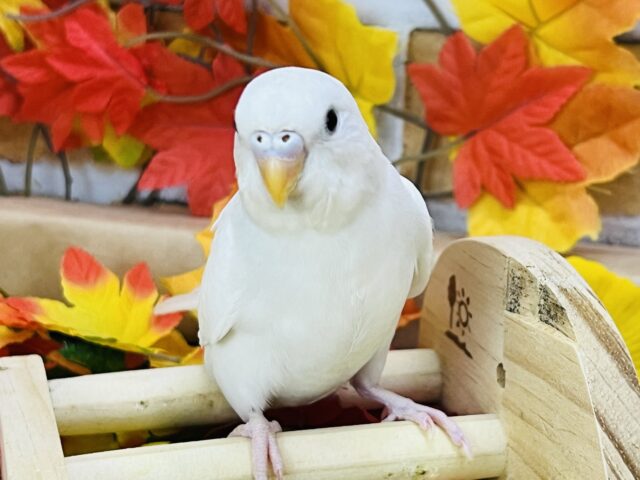 10/8更新☆真っ白ちゃん♡黒目セキセイインコのダブルファクター セキセイインコ