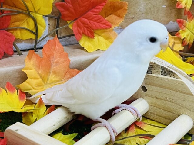 10/8更新☆真っ白ちゃん♡黒目セキセイインコのダブルファクター セキセイインコ