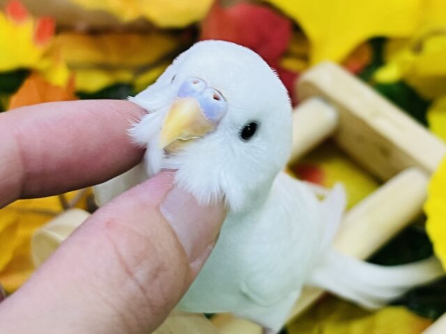 10/8更新☆真っ白ちゃん♡黒目セキセイインコのダブルファクター セキセイインコ